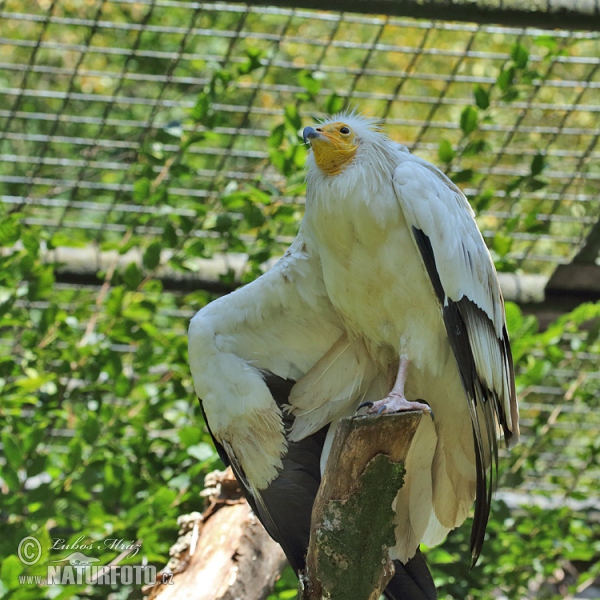 Sup biely (Neophron percnopterus)