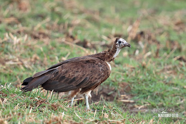 Sup kapucín (Necrosyrtes monachus)