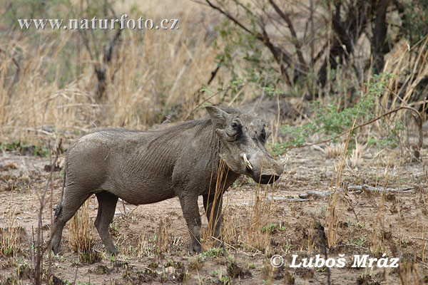 Sviňa bradavičnatá (Phacochoerus africanus)