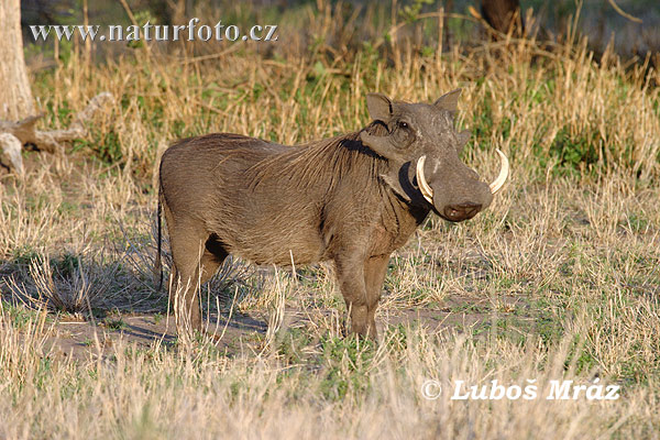 Sviňa bradavičnatá (Phacochoerus africanus)