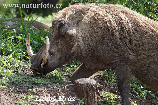 Sviňa bradavičnatá (Phacochoerus africanus)