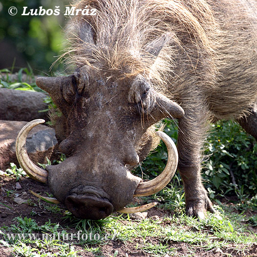 Sviňa bradavičnatá (Phacochoerus africanus)