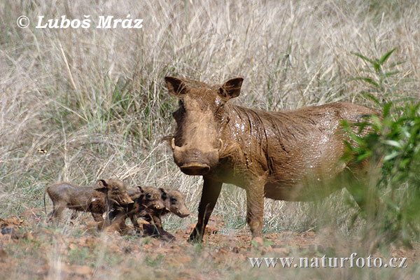 Sviňa bradavičnatá (Phacochoerus africanus)