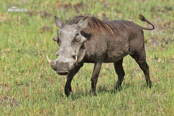 Sviňa bradavičnatá (Phacochoerus africanus)