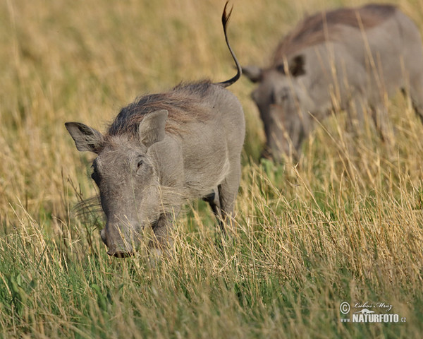 Sviňa bradavičnatá (Phacochoerus africanus)