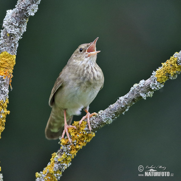 Svrčiak riečny (Locustella fluviatilis)