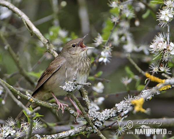 Svrčiak riečny (Locustella fluviatilis)