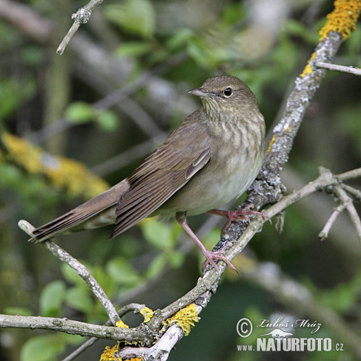 Svrčiak riečny (Locustella fluviatilis)