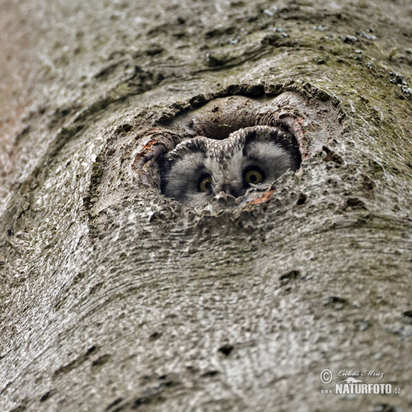 Sýc rousný (Aegolius funereus)