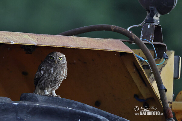 Sýček obecný (Athene noctua)