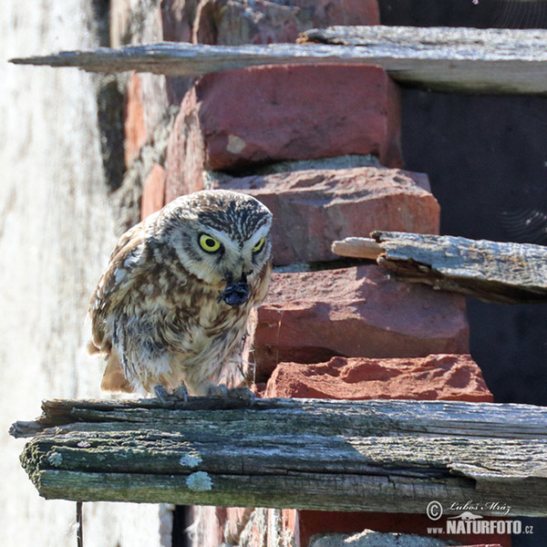 Sýček obecný (Athene noctua)