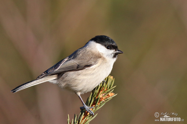 Sýkora babka (Parus palustris)