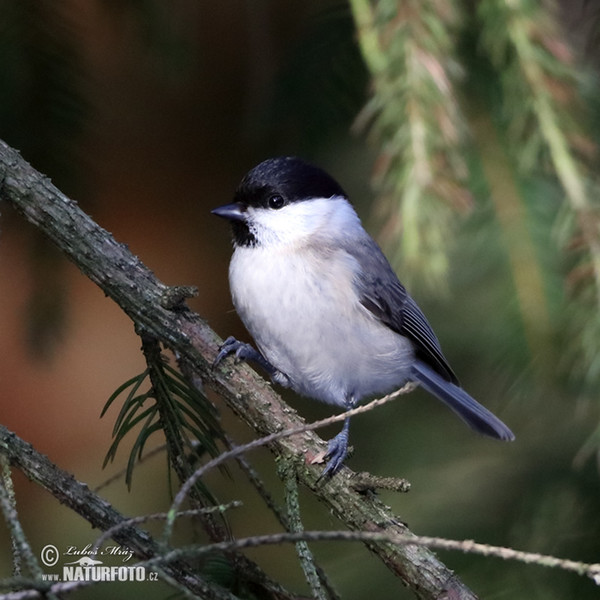 Sýkora babka (Parus palustris)