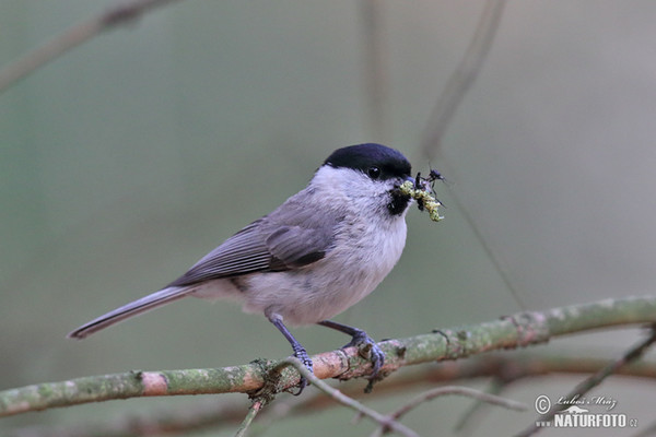 Sýkora babka (Parus palustris)