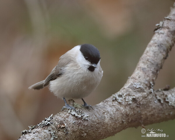 Sýkora babka (Parus palustris)