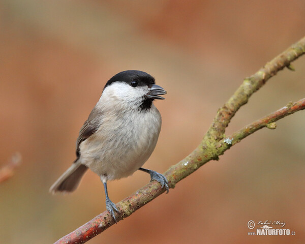 Sýkora babka (Parus palustris)