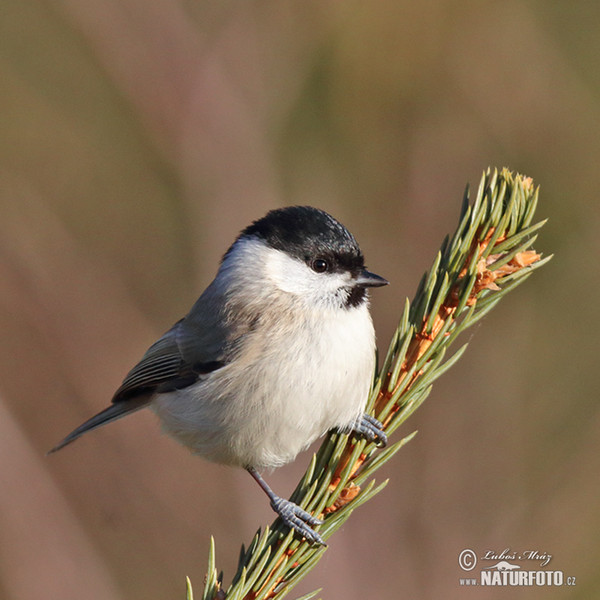 Sýkora babka (Parus palustris)