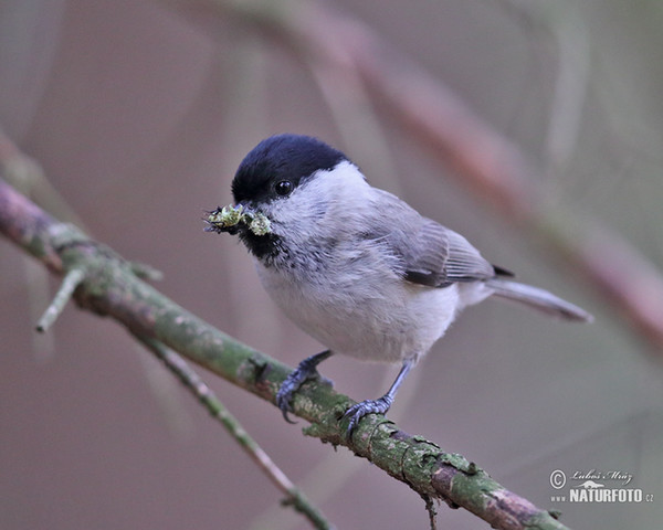 Sýkora babka (Parus palustris)