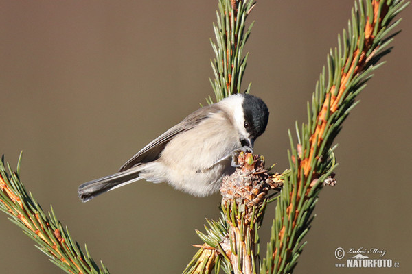 Sýkora babka (Parus palustris)