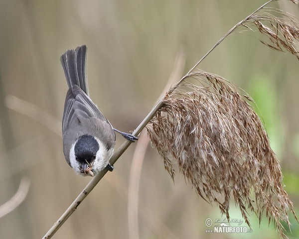 Sýkora babka (Parus palustris)