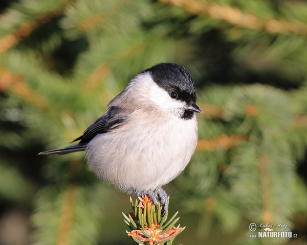 Sýkora babka (Parus palustris)