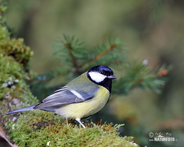 Sýkora koňadra (Parus major)