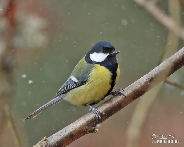 Sýkora koňadra (Parus major)