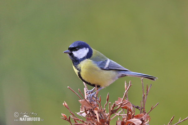 Sýkora koňadra (Parus major)