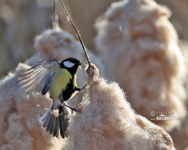 Sýkora koňadra (Parus major)