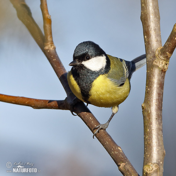 Sýkora koňadra (Parus major)