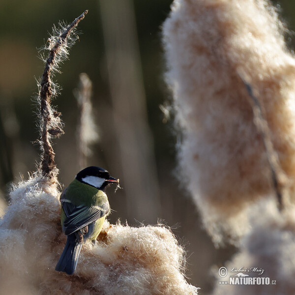 Sýkora koňadra (Parus major)