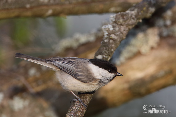 Sýkora lužní (Parus montanus)