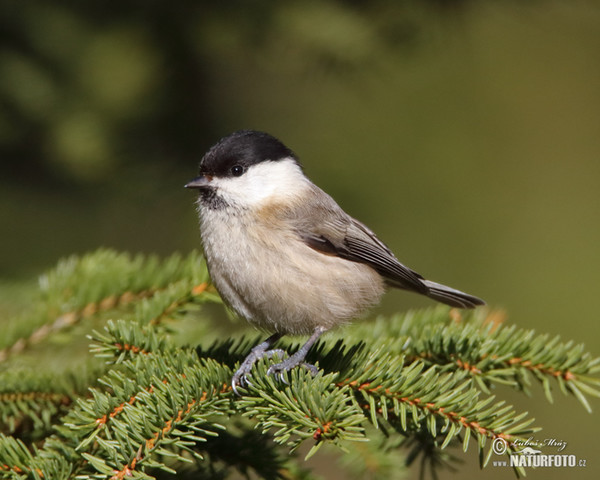 Sýkora lužní (Parus montanus)