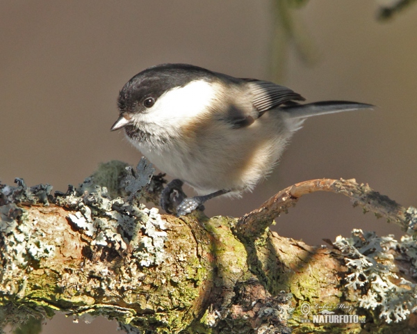 Sýkora lužní (Parus montanus)