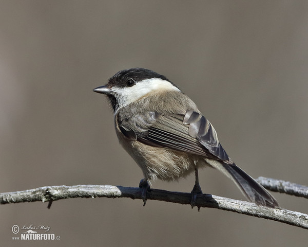 Sýkora lužní (Parus montanus)