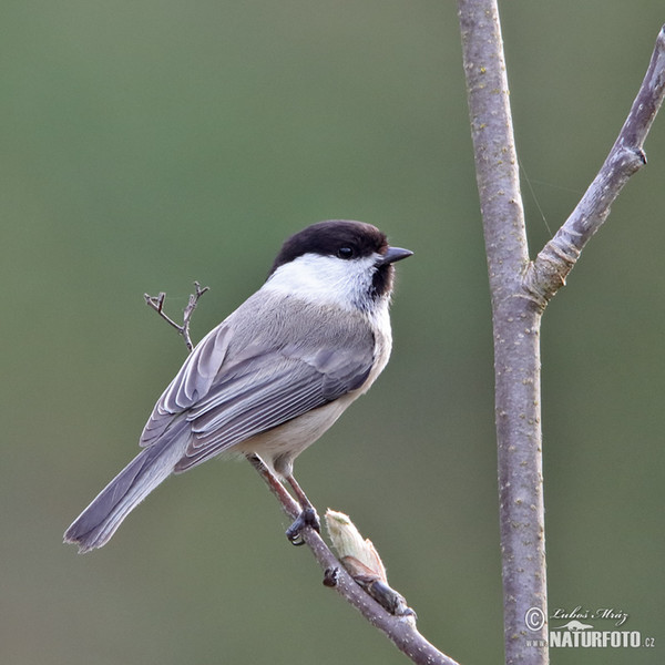 Sýkora lužní (Parus montanus)