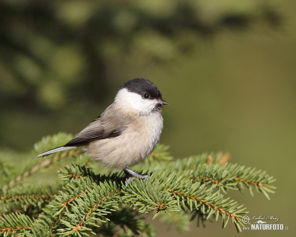 Sýkora lužní (Parus montanus)