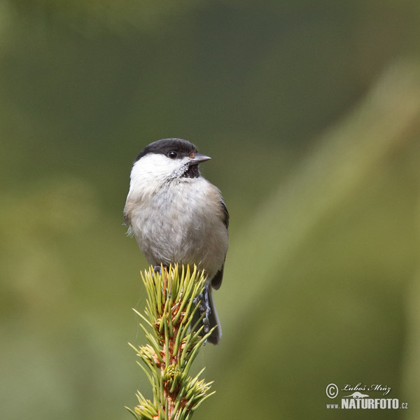 Sýkora lužní (Parus montanus)