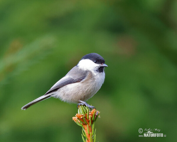 Sýkora lužní (Parus montanus)