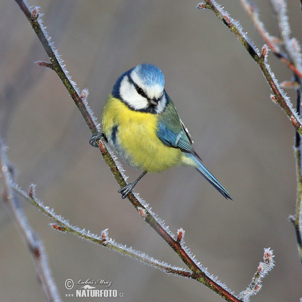 Sýkora modřinka (Cyanistes caeruleus)