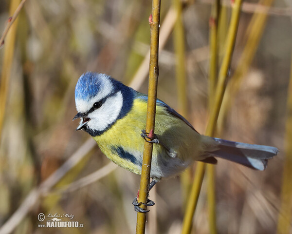 Sýkora modřinka (Cyanistes caeruleus)