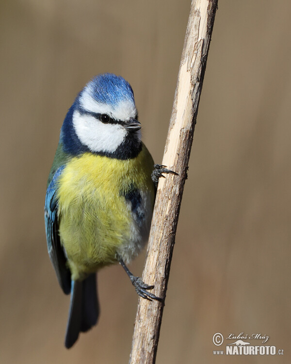 Sýkora modřinka (Cyanistes caeruleus)