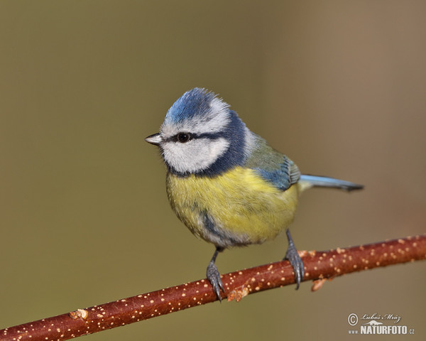 Sýkora modřinka (Cyanistes caeruleus)