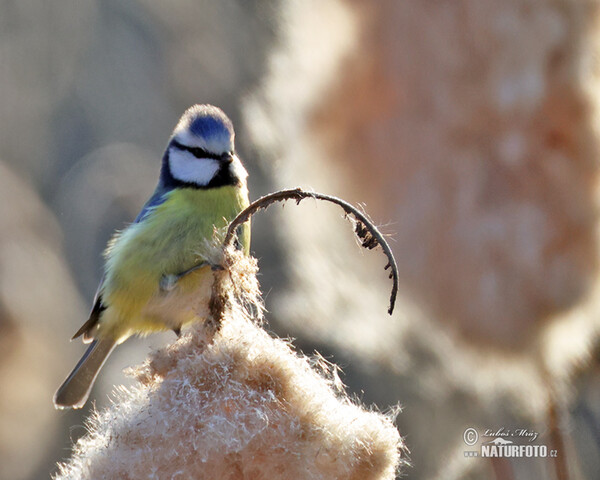 Sýkora modřinka (Cyanistes caeruleus)