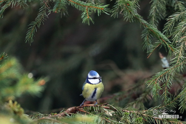 Sýkora modřinka (Cyanistes caeruleus)