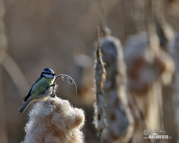 Sýkora modřinka (Cyanistes caeruleus)