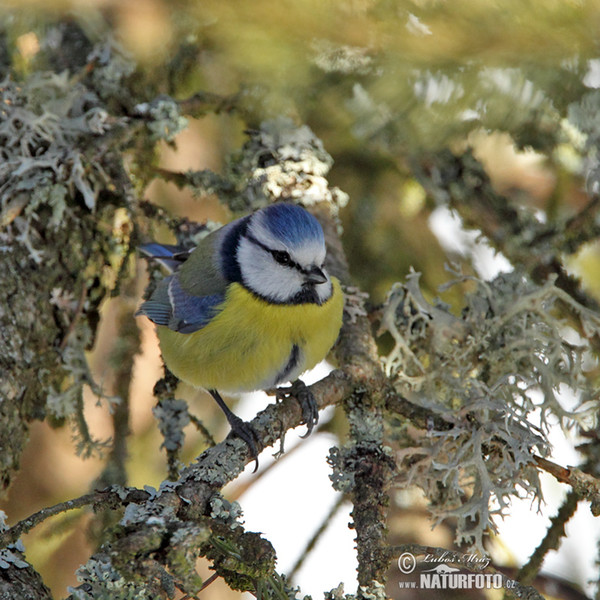 Sýkora modřinka (Cyanistes caeruleus)