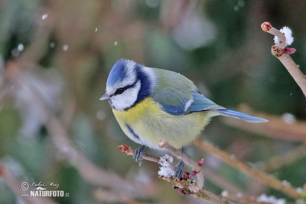 Sýkora modřinka (Cyanistes caeruleus)