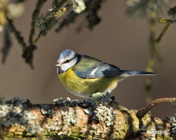 Sýkora modřinka (Cyanistes caeruleus)