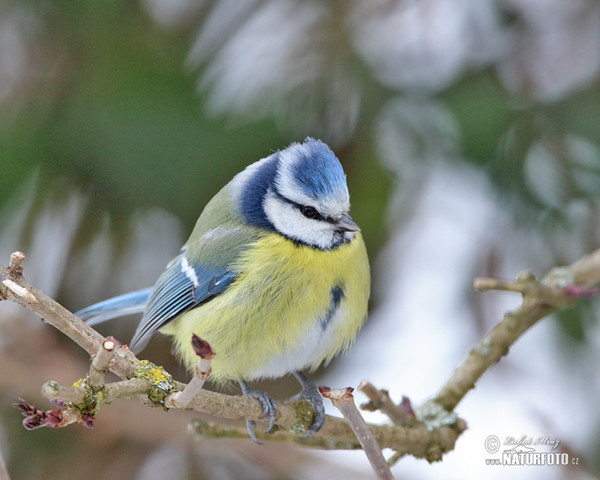 Sýkora modřinka (Cyanistes caeruleus)